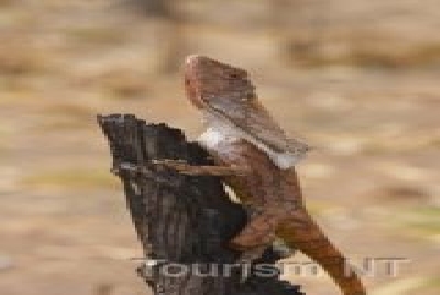Lizard-NT Tiere Lizard.jpg